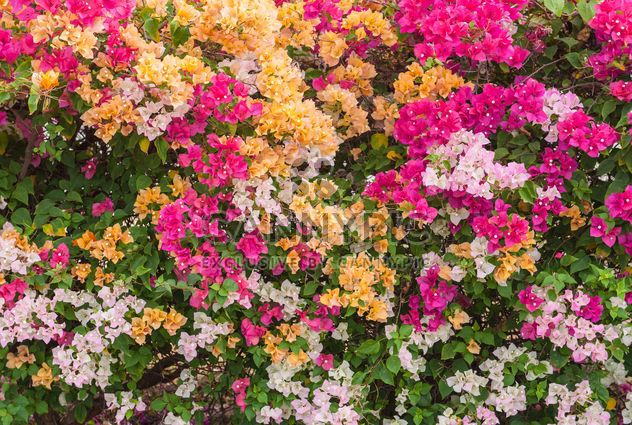 Bright colorful bougainvillea bush - Free image #330895